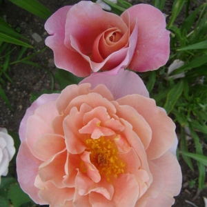 Nalba cu centrul portocaliu - trandafir pentru straturi Grandiflora - Floribunda